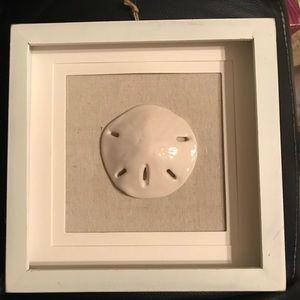 Sand dollar shell with frame